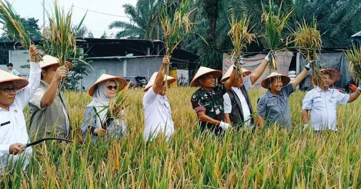 Bulog Perkuat Serapan Gabah di Simalungun, TNI Dampingi Panen Bersama