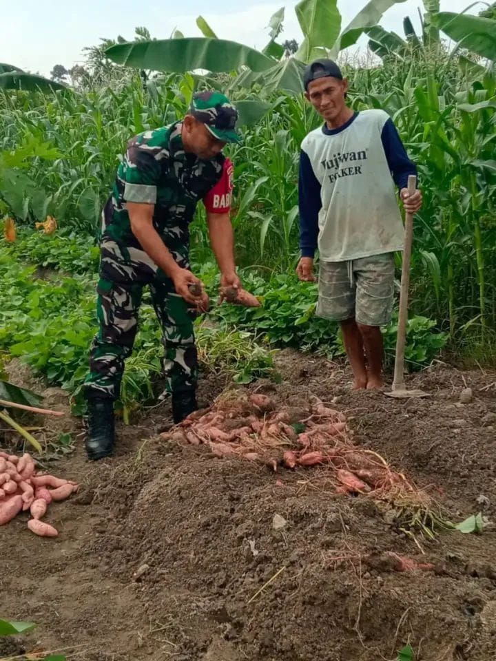 Babinsa Koramil 14 Hadir Bakar Semangat Petani di Simalungun