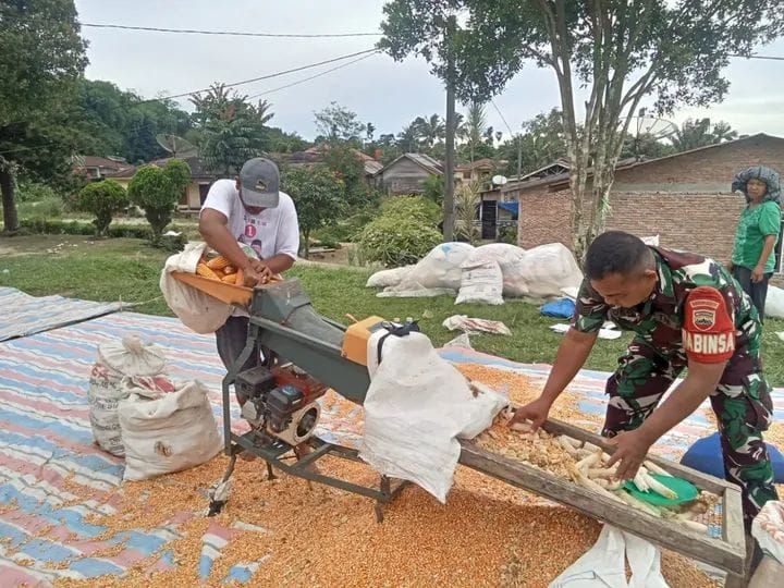 Sentuhan Humanis Babinsa Koramil 14/Raya Dampingi Warga Olah Hasil Panen Jagung