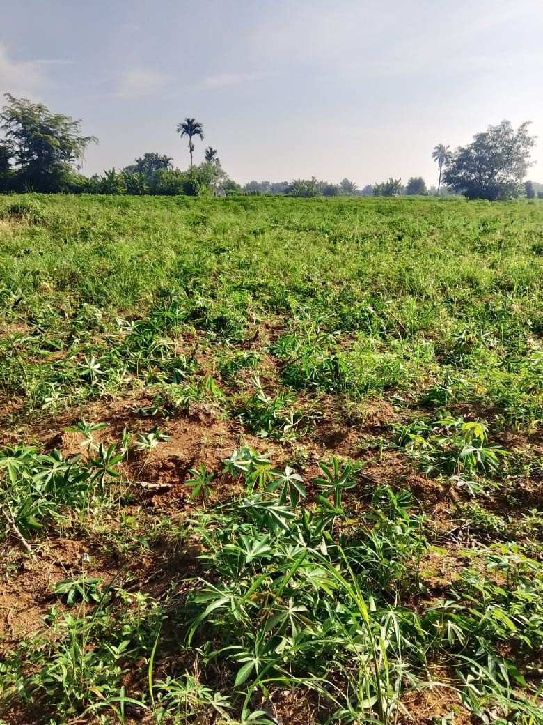 Berulang Lagi, Tanaman Petani Desa Limaumanis Dirusak OTK Tengah Malam