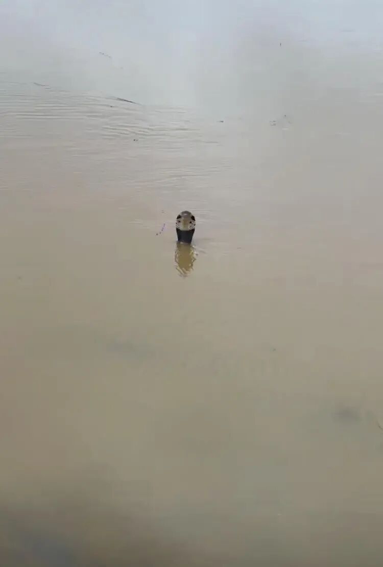 Ngeri...Banjir di Guangxi Tiongkok Ratusan Ular dari Peternakan Beserak