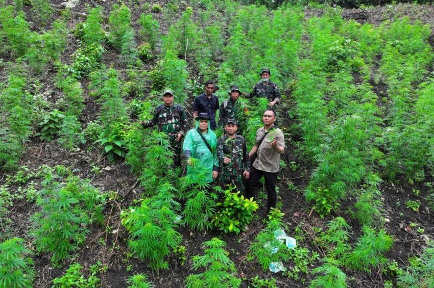 TNI Temukan Ladang Ganja Siap Panen Seluas 2,5 Hektar