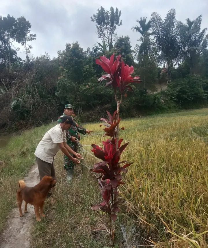 Saat Padi Terancam Hama Burung, Babinsa di Simalungun Hadir Dampingi Petani Menjaga Harapan Panen