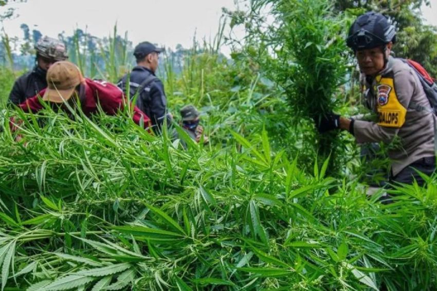 Barak Narkoba Digerebek Lagi, Polres Karo Temukan Ladang Ganja Tersembunyi di Perladangan Sukatendel