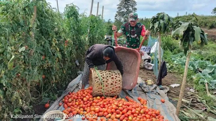Perkuat Sektor Pertanian, Babinsa Kodim 0207/Simalungun Ikut Panen Tomat Bersama Warga