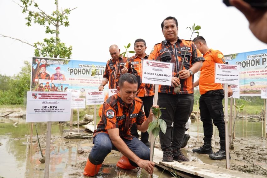 Ketua Musa Rajekshah dan Kader Pemuda Pancasila Sumut Tanam 2.000 Pohon di Pantai Romantis