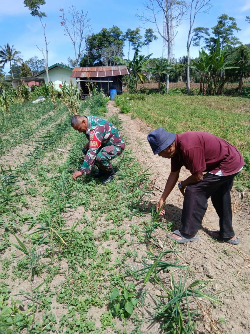 Jaga Tanaman Tetap Subur, Babinsa Dampingi Petani Bersihkan Gulma di Lahan Jahe