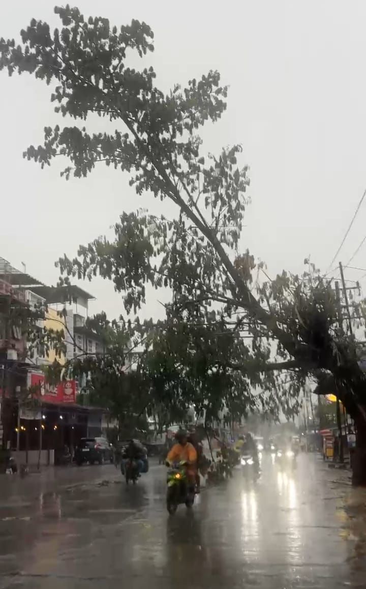 Pohon di Jalan Denai Medan Nyaris Tumbang, Warga Minta Petugas Segera Turun Tangan