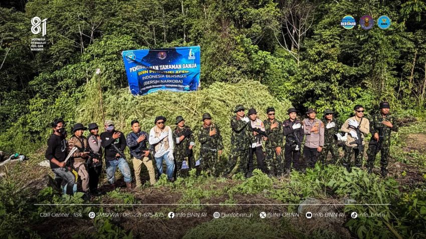 BNN Musnahkan Ladang Ganja 12 Hektar di Nagan Raya, Aceh