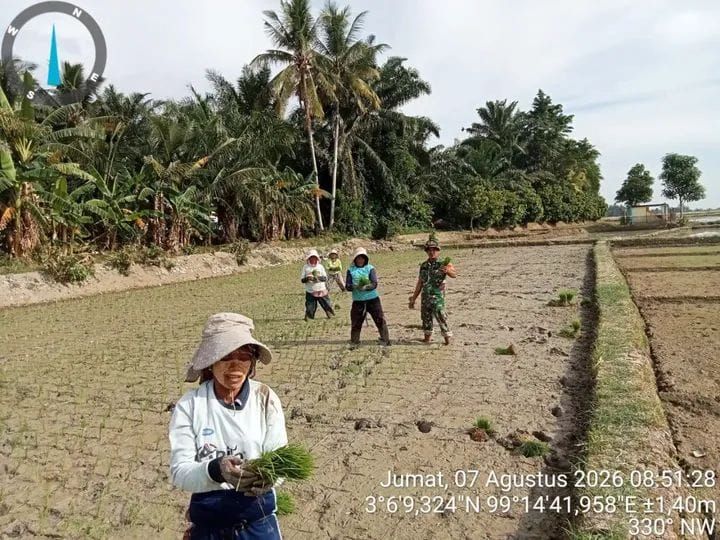 Tak Kenal Lelah, Babinsa Koramil 06/Perdagangan Turun Langsung Bantu Petani Tanam Padi