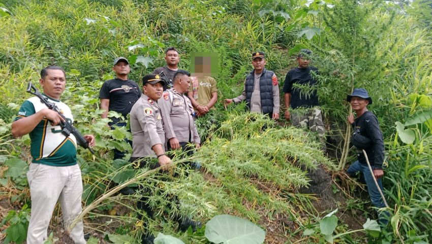Gercep! Polsek Kuala Ungkap Ladang Ganja, 1 Tersangka dan 11 Batang Ganja Diamankan
