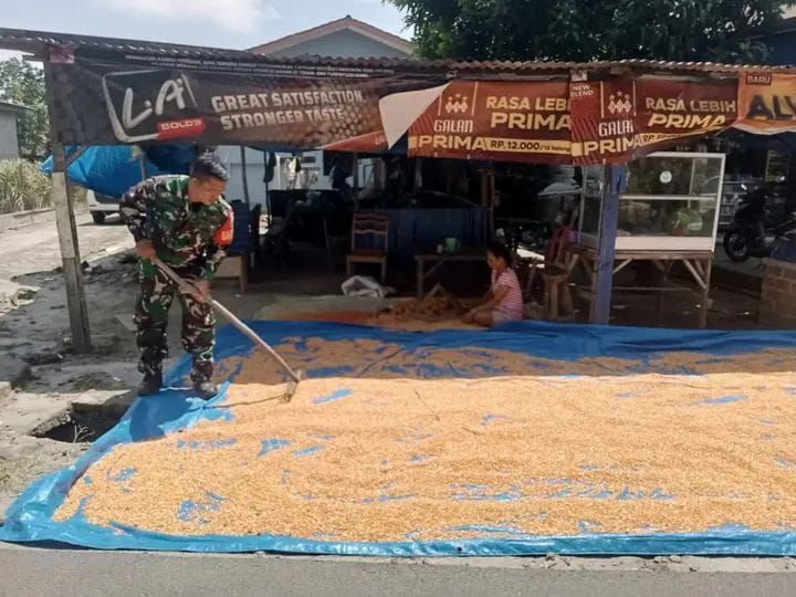 Ketahanan Pangan Dimulai dari Desa, Babinsa Kodim 0207/Simalungun Dampingi Petani Jemur Hasil Panen Jagung