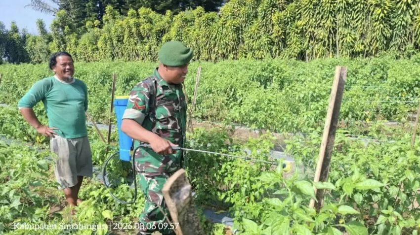 Babinsa Kodim 0207/Simalungun Turun Langsung Dampingi Petani Cabai Kendalikan Hama