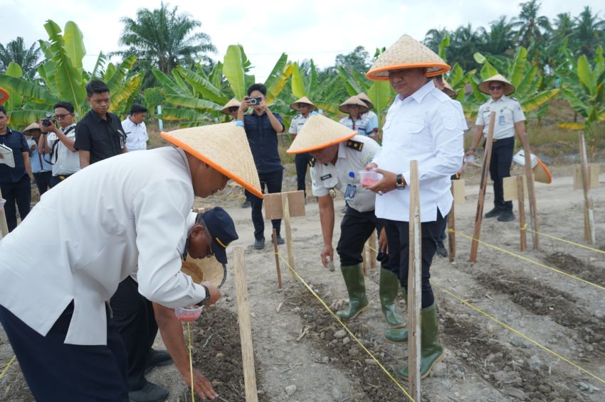 Dukung Program Ketahanan Pangan Lapas Kelas IIA Labuhan Ruku Laksanakan Penanaman Jagung