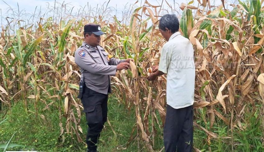 Bhabinkamtibmas Polsek Siantar Marihat Sambang dan Monitoring Lahan Jagung Petani Binaan