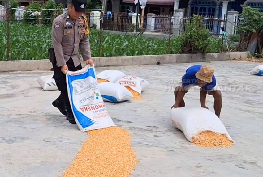 Bhabinkamtibmas Polsek Siantar Selatan Bantu Jemur Hasil Panen Jagung Petani Binaan