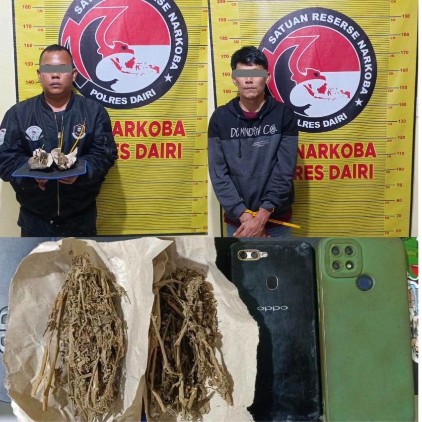 Polres Dairi Bekuk Kurir dan Pengedar Ganja di Bintang Mersada