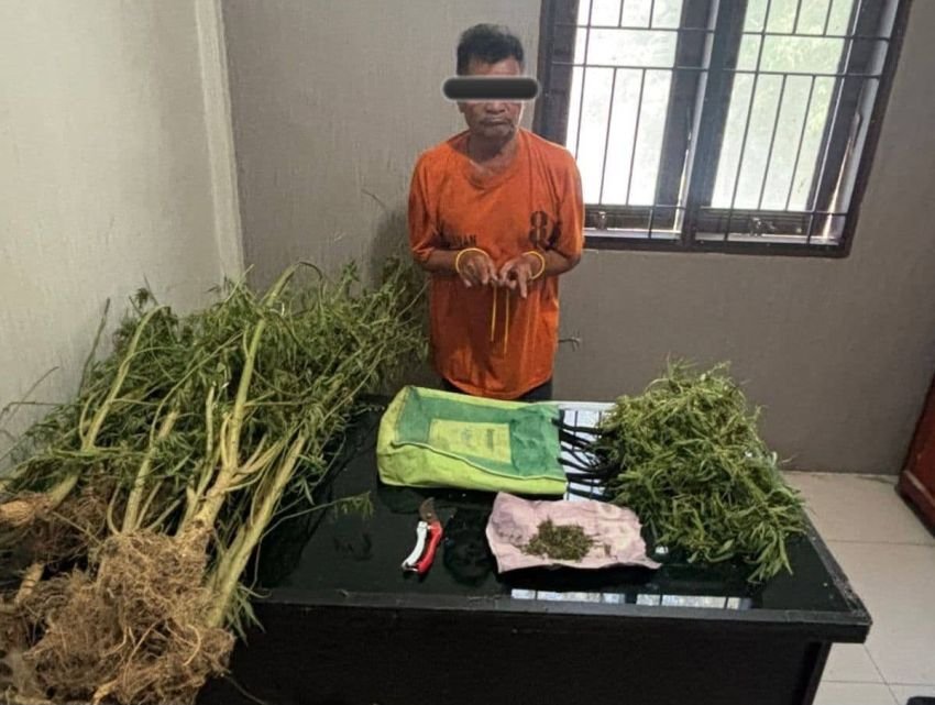 Pria 69 Tahun Kedapatan Bawa Ganja, Polres Karo Kembangkan ke Ladangnya