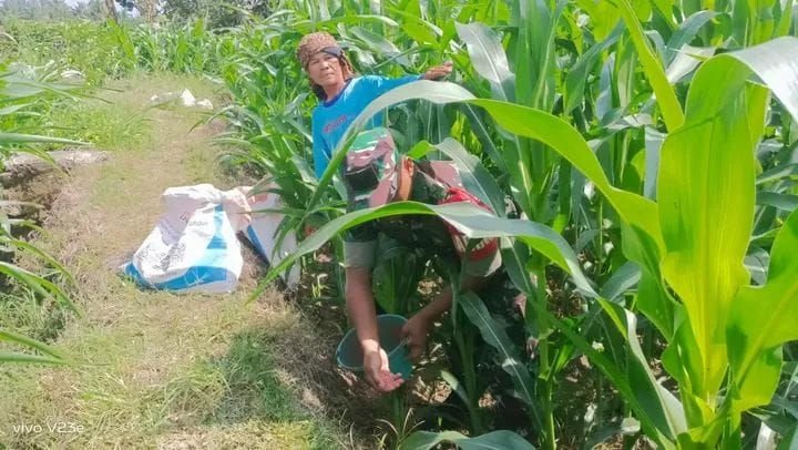 Babinsa Ikut Turun Tangan Rawat Jagung Petani di Buntu Bayu