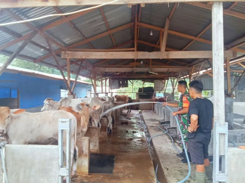 Babinsa Sambangi Peternak Sapi, Pastikan Kebersihan Kandang Jadi Perhatian