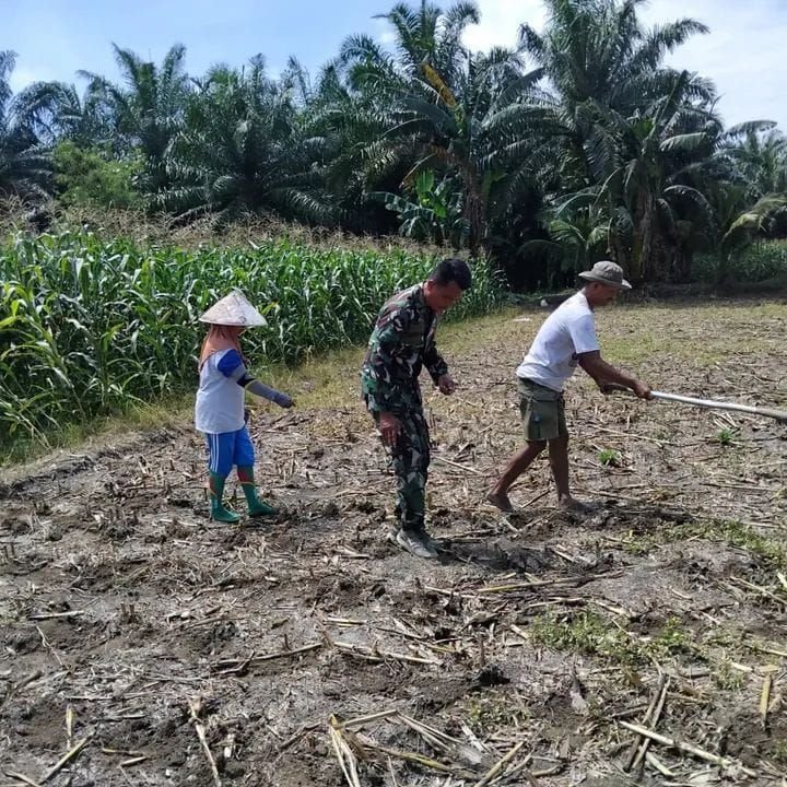 Ketahanan Pangan Dimulai dari Lahan, Babinsa Tanah Jawa Dampingi Petani Bahjambi II