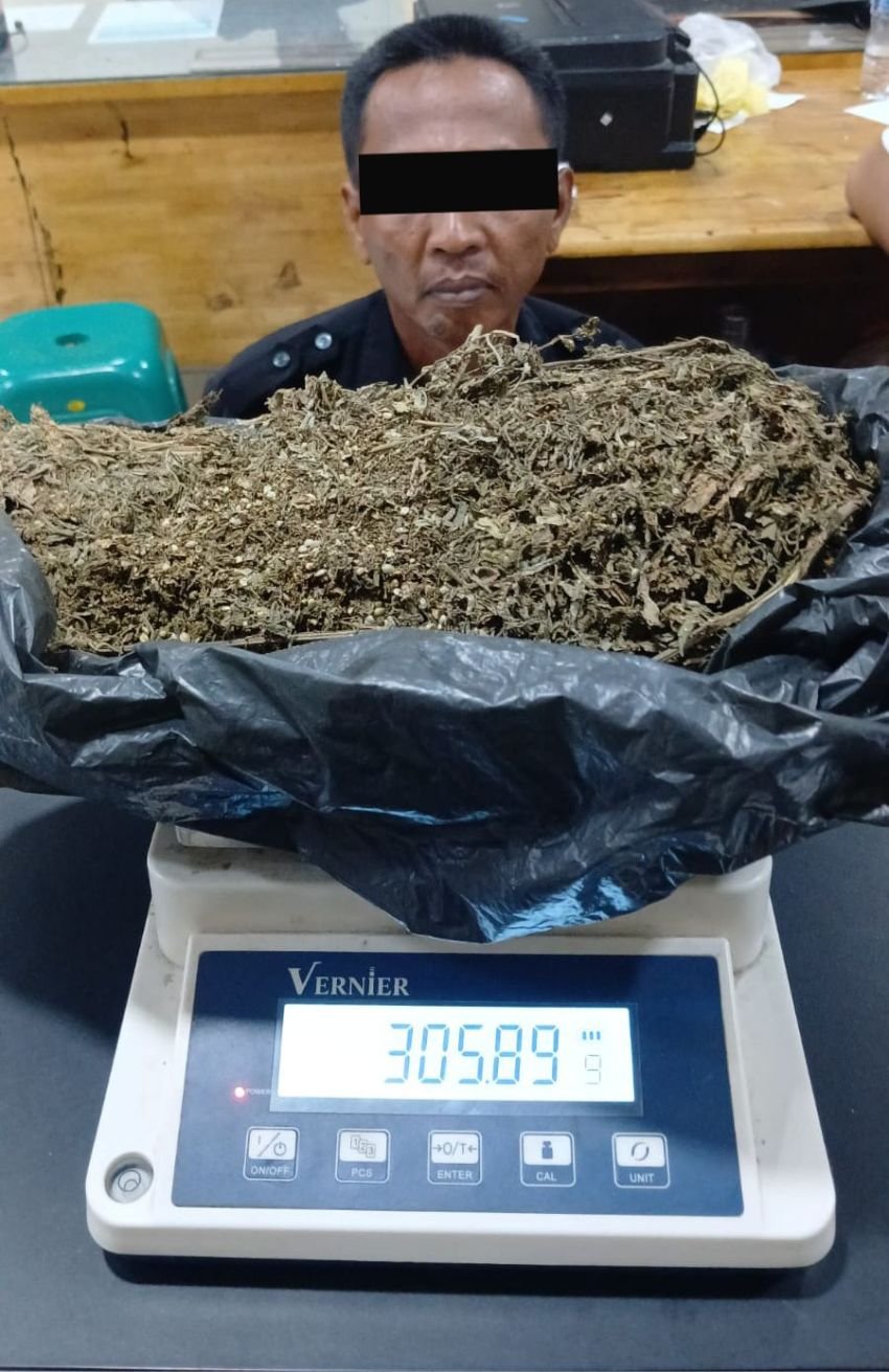 Duh! Oknum Sekuriti Ditangkap Edarkan Ganja, 3 Ons Barbut Disita