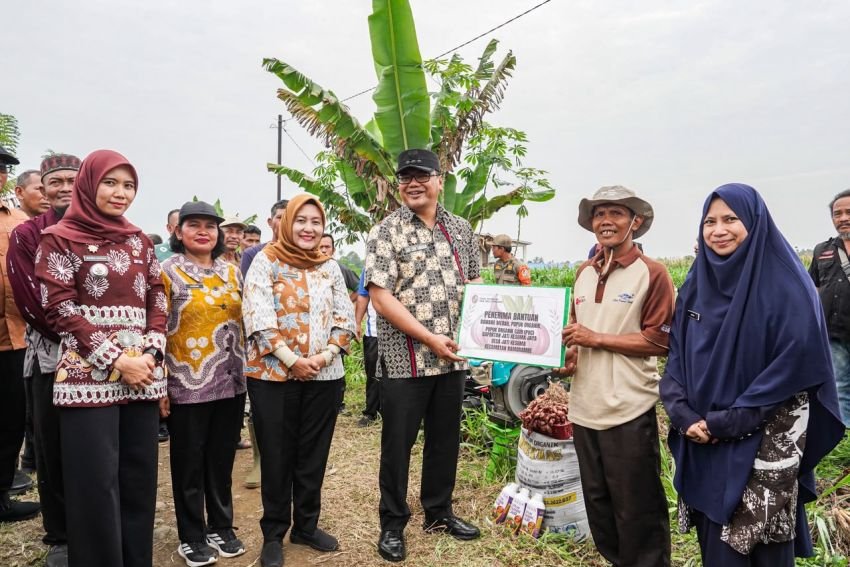 Bawang Merah Mulai Dikembangkan di Namorambe, Target 13 Ton per Hektare