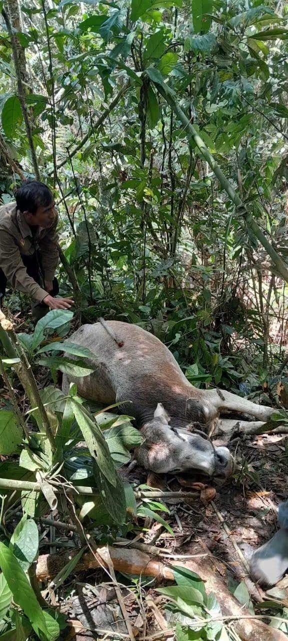 Muncul Harimau Sumatera di  Desa Kuta Saga Pakpak Bharat, Begini Kata BKSDA