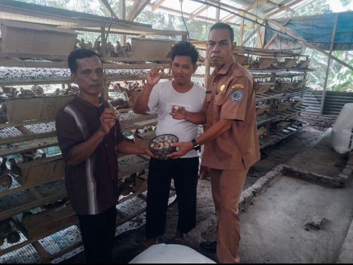 Lurah Pulo Padang Apresiasi Usaha Ternak Burung Puyuh di PNK Sidodadi