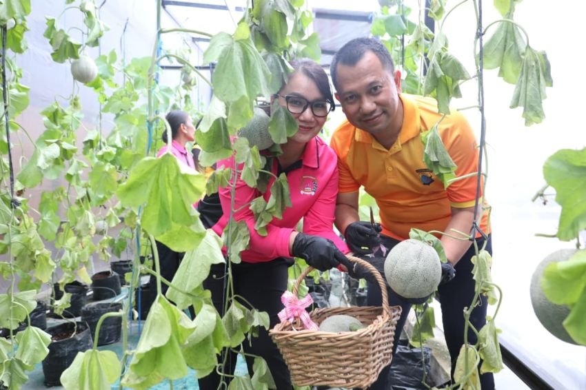 Panen Melon P2L, Polrestabes Medan Dukung Ketahanan Pangan
