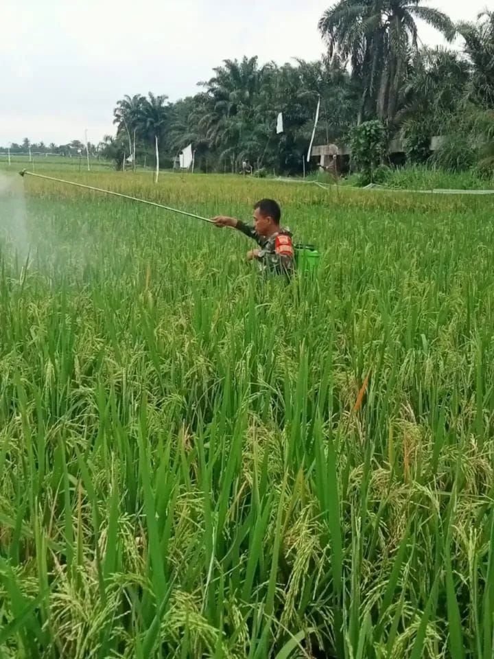 Jaga Produktivitas Pertanian, Babinsa Koramil 06/Perdagangan Dampingi Petani Semprot Hama