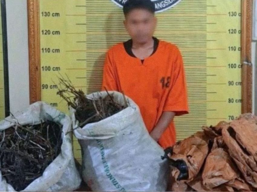 Ganja 10 Kg Gagal Edar di Padangsidimpuan, Seorang Terduga Pelaku 'Gol'