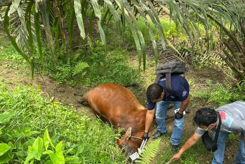 Alamak...!!! 5 Ekor Lembu Warga Ditemukan Mati di Perkebunan Serbelawan